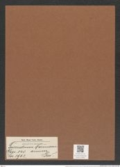 Triceratium mormanianum Grev. (de-Toni-Nr.: Genus 140, Species 3962) Zeichnungen Sammlung Grunow Mappe 03965 (Herbarium_W_Grunow_drawings_Folder_03965)